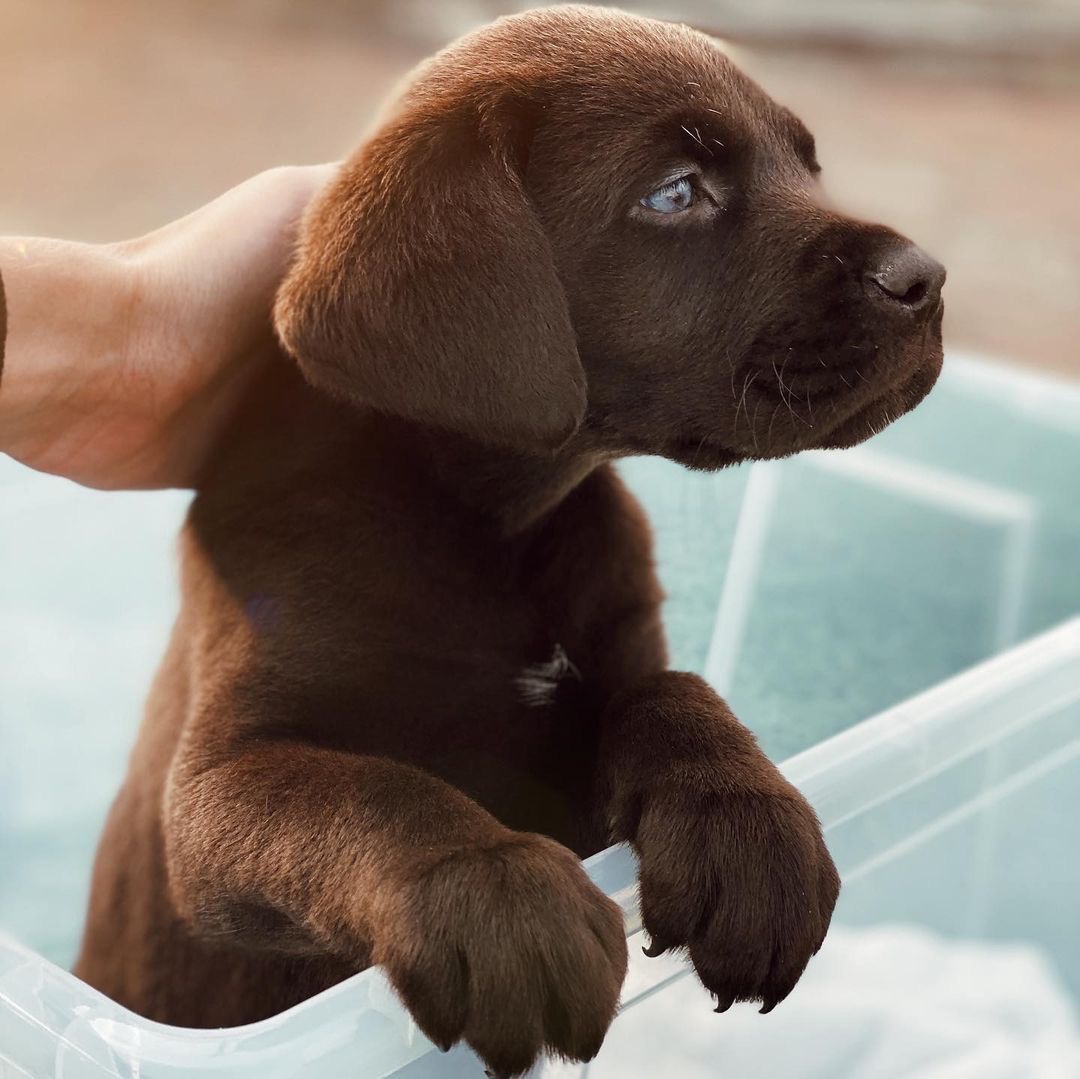 Paddy pup bij Engel Pups